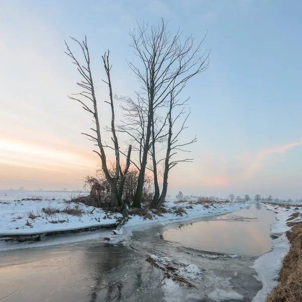 Gamla Stora Träd Färgbakgrund Med Blå Himmel Natur Serien — Stockfoto