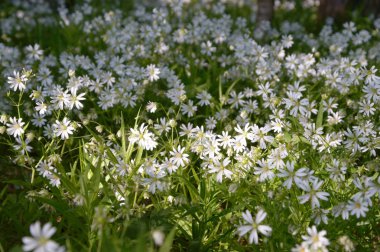 Renkli bir arkaplan olarak çiçekler, makro fotoğraf, doğa serisi