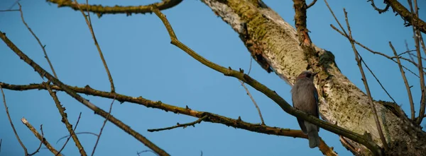 Uccelli Selvatici Habitat Naturale Serie Natura — Foto Stock