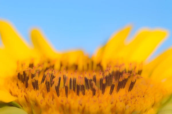 花はカラフルな背景マクロ写真自然シリーズ — ストック写真