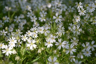 Renkli bir arkaplan olarak çiçekler, makro fotoğraf, doğa serisi