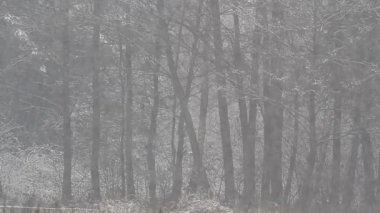 Göl kıyısında kış, doğa siereis