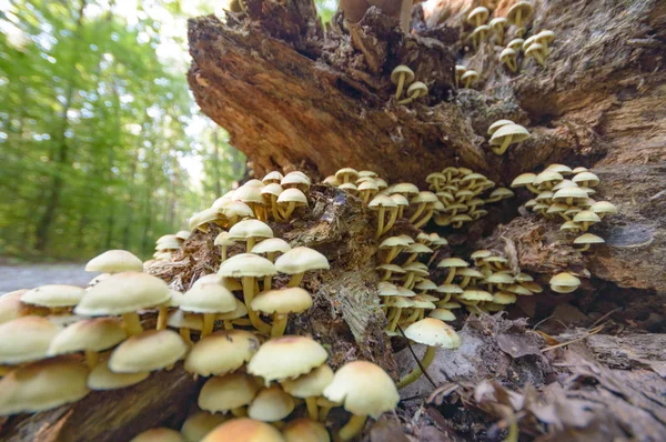 Waldpilz Nach Dauerregen Naturserie — Stockfoto