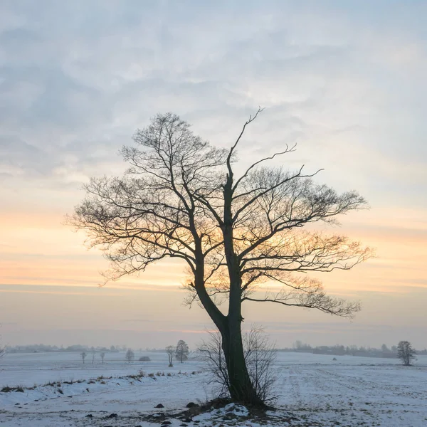 Starý Velký Strom Barvu Pozadí Modrou Oblohou Série Nature — Stock fotografie