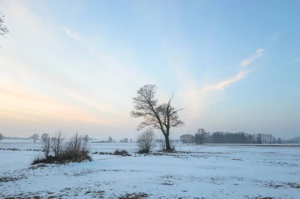 Starý Velký Strom Barvu Pozadí Modrou Oblohou Série Nature — Stock fotografie