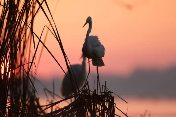 Fågel — Stockfoto