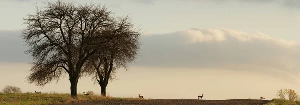Roe deer in wild scenery — Stock Photo, Image
