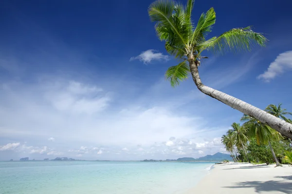 Vista da praia tropical agradável com algumas palmas — Fotografia de Stock