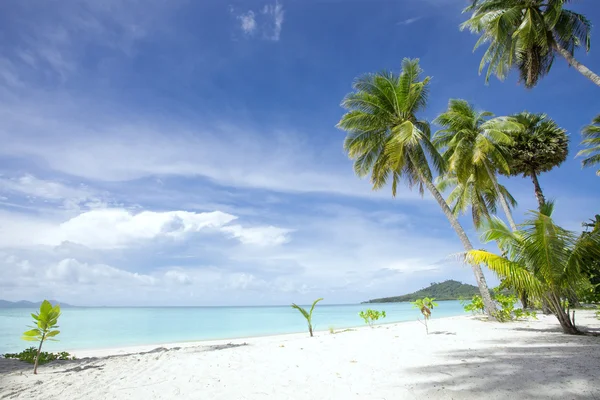 Blick auf schönen tropischen Strand mit einigen Palmen Kreuzfahrt, Bucht, Ufer, Küste, Palme, Küste, Wasser, Strand, Plage, Meer, Meer, Sand, — Stockfoto