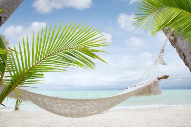  avuç güzel Brandası