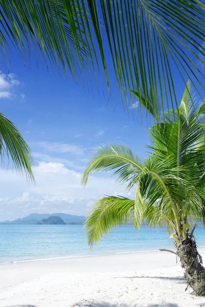 Tropischer Strand mit einigen Palmen — Stockfoto