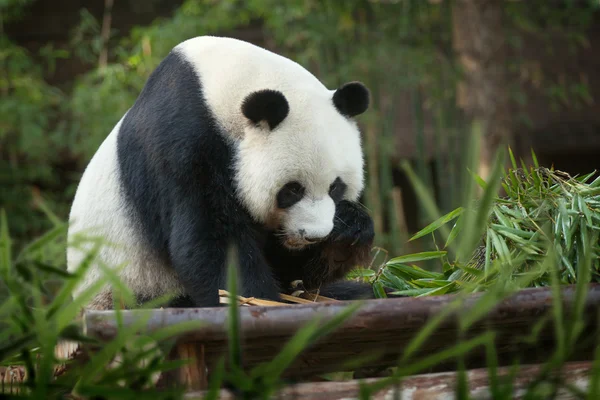 Oso panda caminando en verano — Foto de Stock