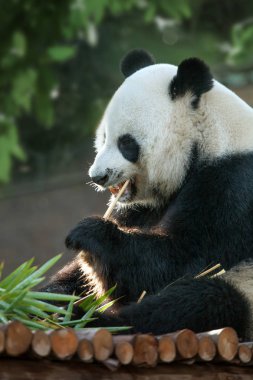 Yaz ortamında yürüyüş güzel ayı panda portresi