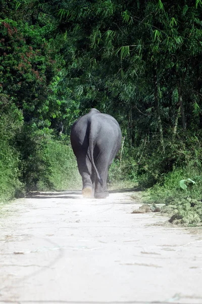 View of  big asian elephant walking towards to the jungle — Stock Photo, Image