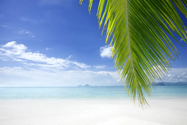 View of nice tropical beach with some palms — Stock Photo, Image