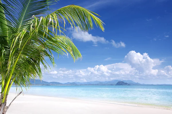 Vue de la belle plage tropicale avec quelques palmiers — Photo