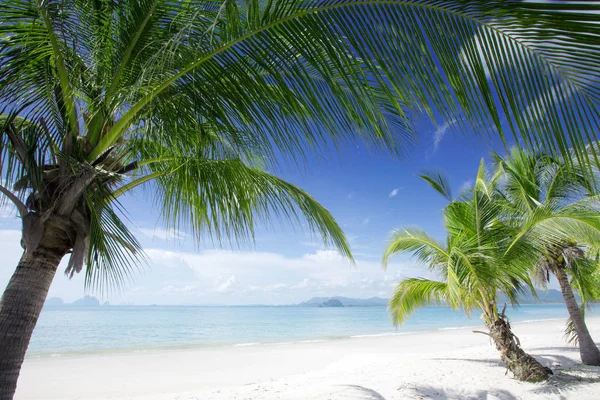 Vista da praia tropical agradável com algumas palmas — Fotografia de Stock