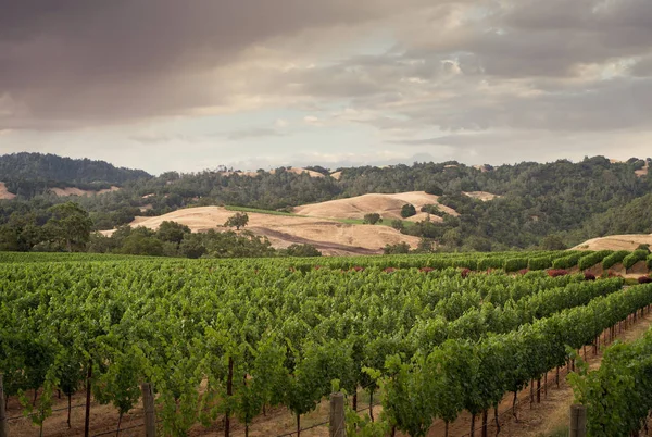 Vista panorâmica da plantação de uvas do vale de Napa na hora de verão — Fotografia de Stock