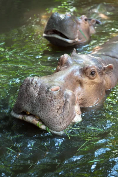 Close-up van mooie nijlpaard gezicht coming out van water — Stockfoto