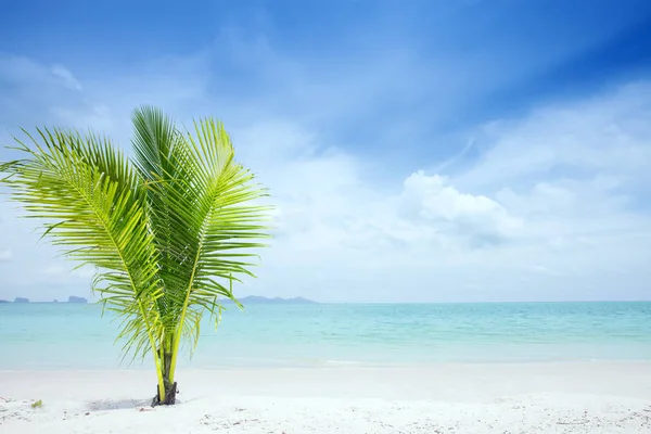 Uitzicht op mooi tropisch strand met enkele palmen — Stockfoto