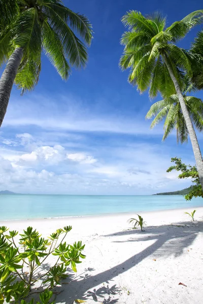 Vista da praia tropical agradável com algumas palmas — Fotografia de Stock