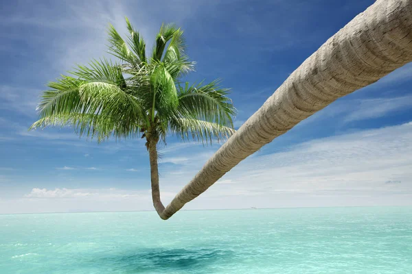 Vista da agradável palma tropical dobrando sobre a superfície do oceano — Fotografia de Stock