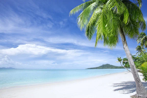 Vista da praia tropical agradável com algumas palmas — Fotografia de Stock