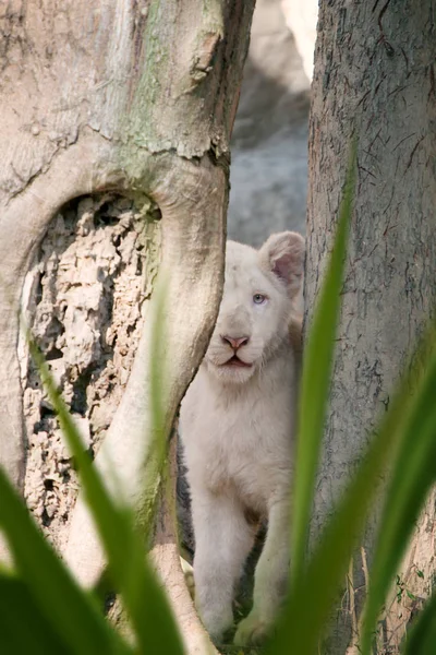 Nézd a szép fiatal oroszlán baba nyári wildlife környezetben — Stock Fotó