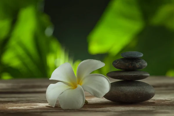 Close up view of flower and gray stones on color back — Stock Photo, Image