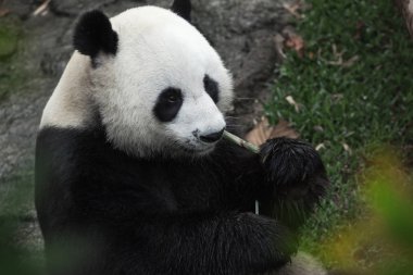 Yaz ortamında yemek güzel ayı panda portresi