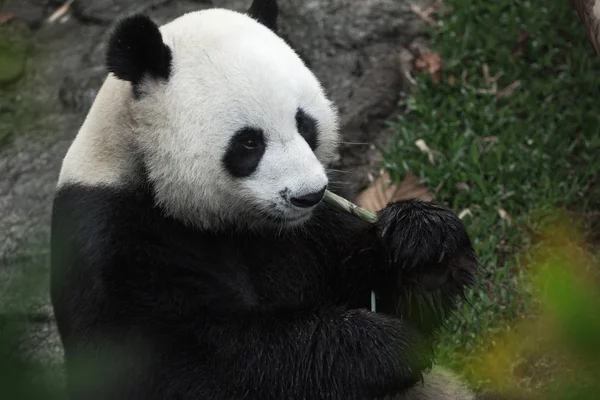 Portrait d'un bel ours panda mangeant dans un environnement estival — Photo