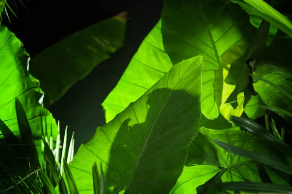 Vista de cerca de las hojas tropicales verdes frescas . — Foto de Stock