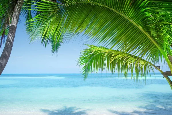 Veduta della bella spiaggia tropicale con alcune palme — Foto Stock