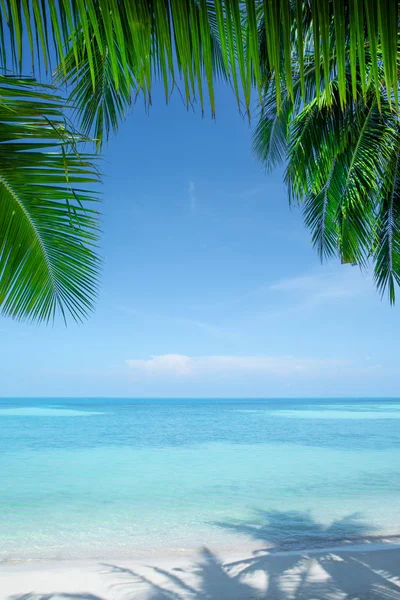 Vista da praia tropical agradável com algumas palmas — Fotografia de Stock