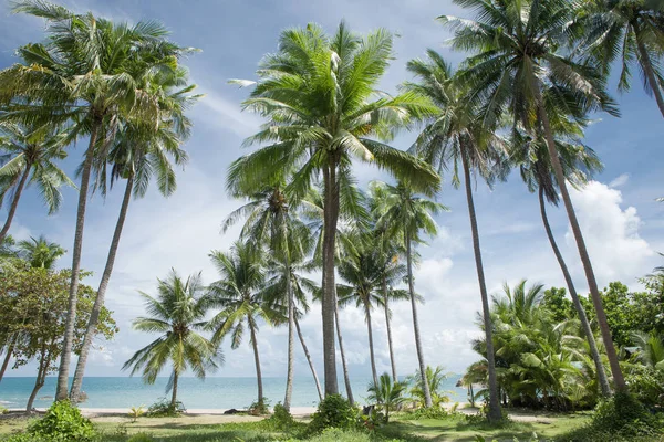 Utsikt Över Fin Tropisk Strand Med Några Handflator — Stockfoto