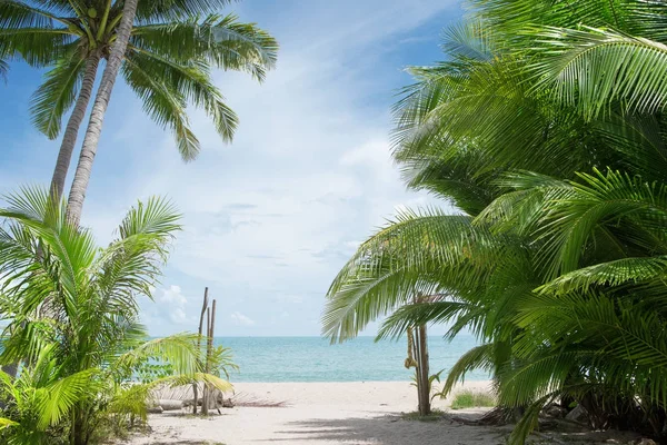 Vue Belle Plage Tropicale Avec Quelques Palmiers — Photo