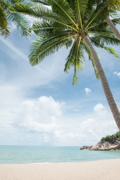 Palmiyeli Güzel Bir Tropik Sahil Manzarası — Stok fotoğraf
