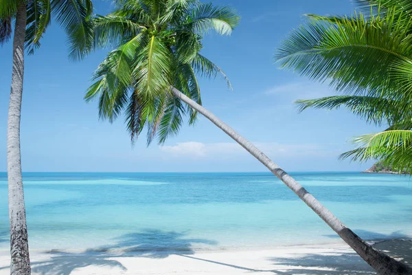 Вид Красивый Пляж Пальмами — стоковое фото