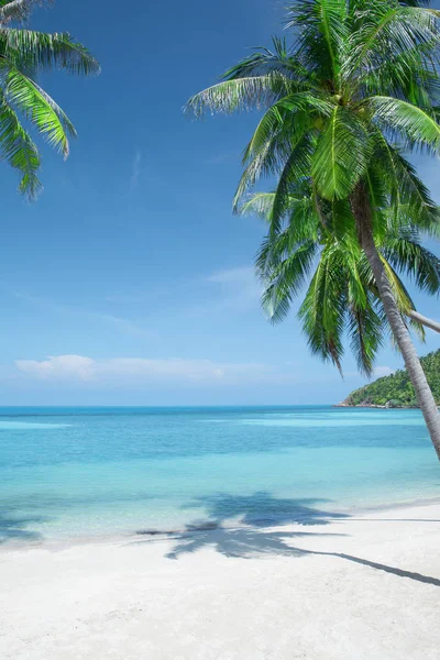美丽的热带海滩 有一些棕榈树 — 图库照片#