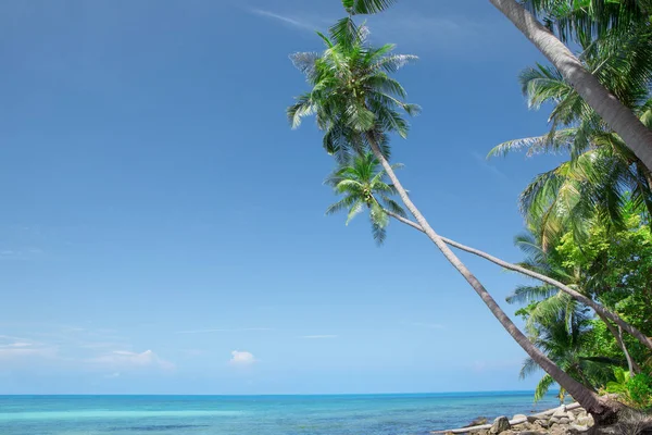 Vista Bonita Playa Tropical Con Algunas Palmeras — Foto de Stock