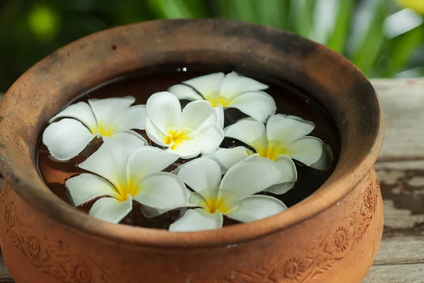 Close Van Frangipani Bloem Rode Kom Kleur Terug — Stockfoto