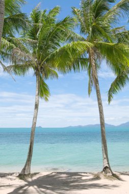 Palmiyeli güzel bir tropik sahil manzarası.
