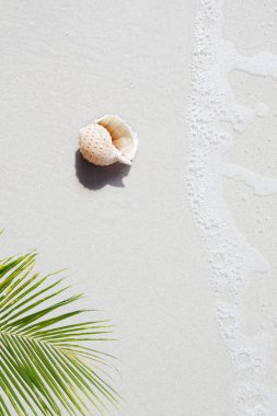 Tropik plajda deniz kabuğu manzarası ve palmiye arkaplanı
