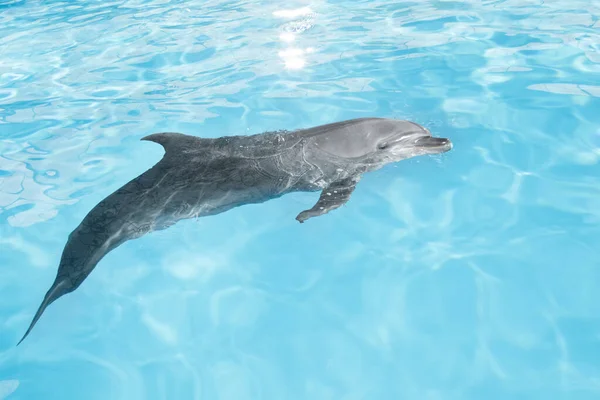 Widok Ładne Butelka Nosa Delfina Pływanie Wodzie Niebieski Kryształ — Zdjęcie stockowe
