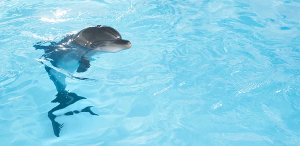 青いクリスタルの水の中で泳ぐイルカの鼻のいい眺め — ストック写真