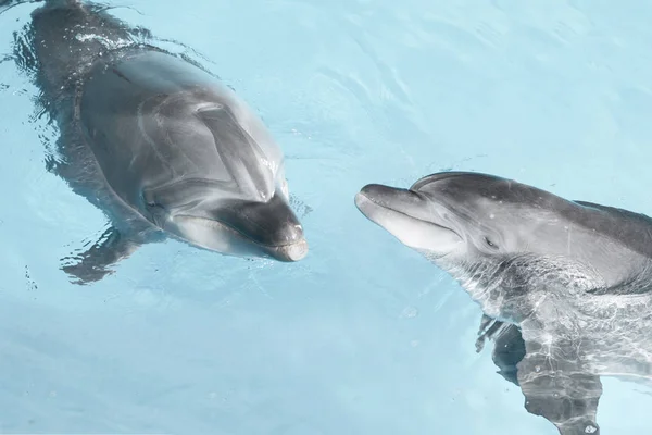 Vue Belle Bouteille Nez Dauphins Nageant Dans Eau Cristalline Bleue — Photo