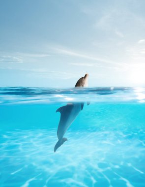 Mavi kristal suda yüzen şişe burunlu yunus manzarası