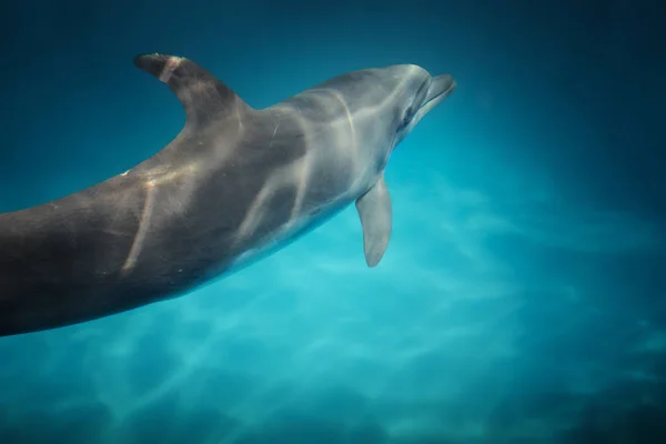 看到漂亮的瓶鼻海豚在蓝色水晶水里游动 — 图库照片
