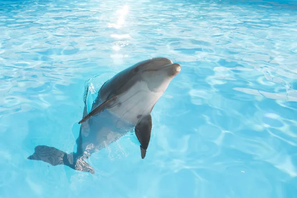 Вид Красивий Пляшковий Дельфін Який Плаває Блакитній Кристалічній Воді — стокове фото