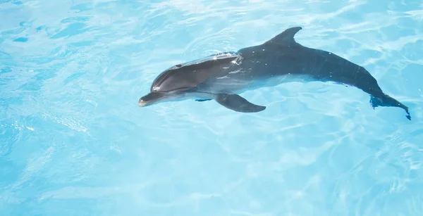 Vue Belle Bouteille Nez Dauphin Nageant Dans Eau Cristalline Bleue — Photo